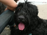 /album/fotogalerij-fotogalerij-3/bas-en-douchi-aan-zee-090-jpg/